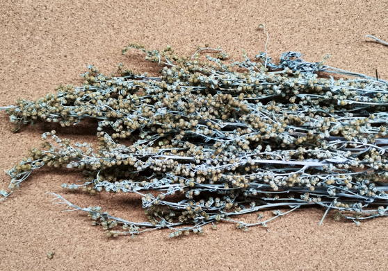 Полынь горькая (Artemisia absinthium)