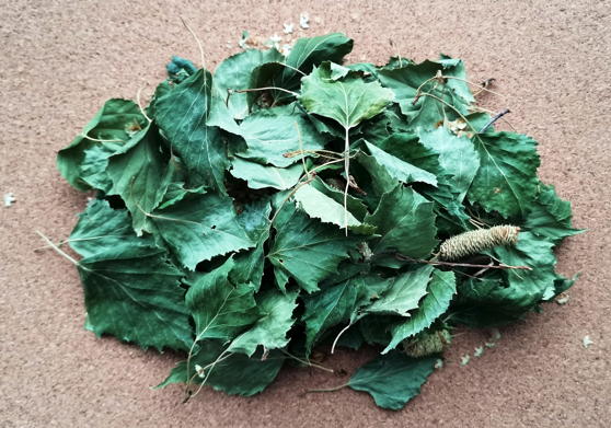 Береза повислая (Betula pendula)