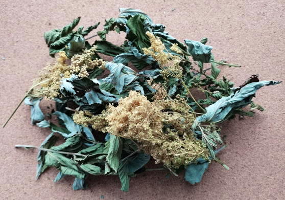 Таволга вязолистная (Filipendula ulmaria)