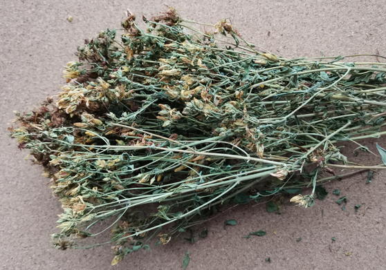 Зверобой продырявленный&nbsp;(Hypericum perforatum)