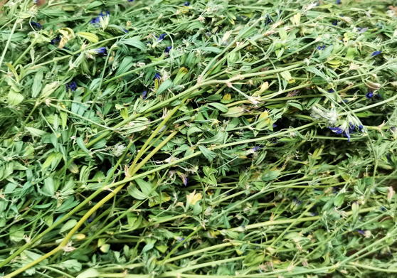 Люцерна посевная&nbsp;(Medicago sativa)
