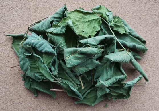 Ежевика складчатая&nbsp;(Rubus plicatus)