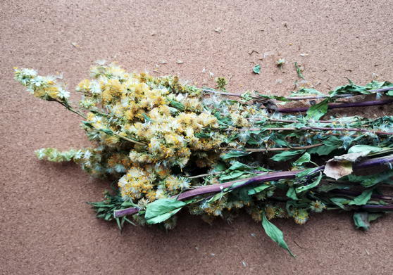 Золотарник обыкновенный&nbsp;(Solidago virgaurea)