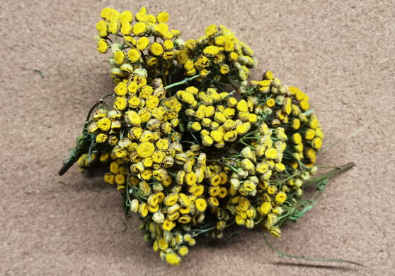 Пижма обыкновенная (Tanacetum vulgare)